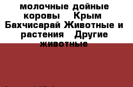 молочные дойные коровы  - Крым, Бахчисарай Животные и растения » Другие животные   